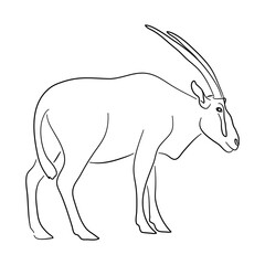 Hand-drawn Oryx. Sketch vector illustration.