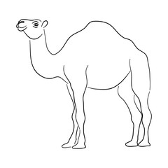 Silhouette of a Camel made in sketch style. Vector illustration.