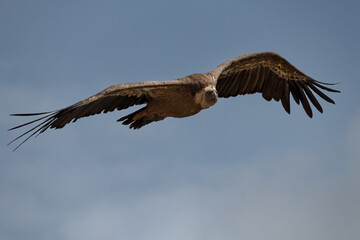 Gyps fulvus con lesión en el ala volando con cielo azul sobre el Parc Natural dels Voltors, Alcoy, España