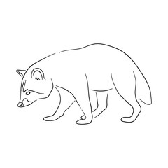Hand-drawn Raccoon. Sketch vector illustration.