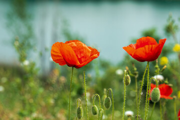 Obraz premium Red poppies close-up in green grass on the blue background of the lake. Wildflowers