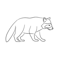 Silhouette of a Raccoon made in sketch style. Vector illustration.