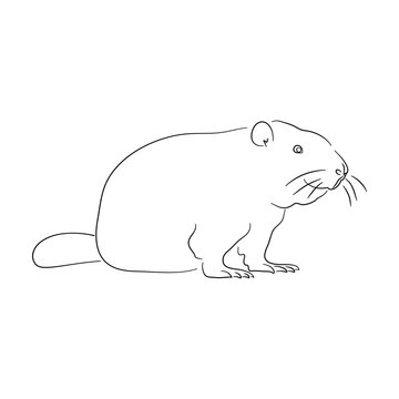 Silhouette of a Beaver made in sketch style. Vector illustration.
