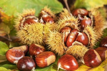 Ripe chestnuts close up. Sweet edible chestnuts. Husked chestnuts, chestnuts with skin. Organic food. Harvest