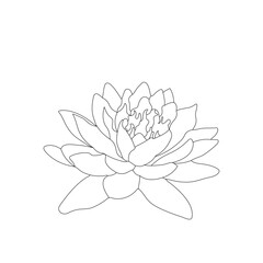 lotus flower isolated on white