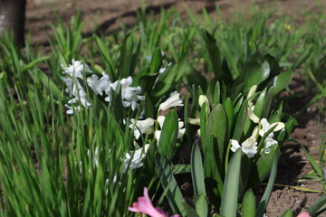 Fototapeta premium Beautiful Spring Flowers in a Garden