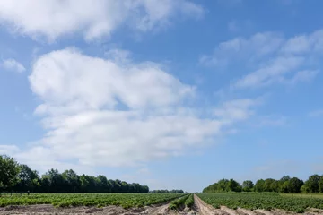 Foto op Plexiglas Potato field in Overijssel    Aardappelveld in Overijssel © Holland-PhotostockNL
