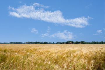 Field in the Noordoostpolder, Flevoland province, The Netheralnds || Akker in de Noordoostpolder, Flevoland