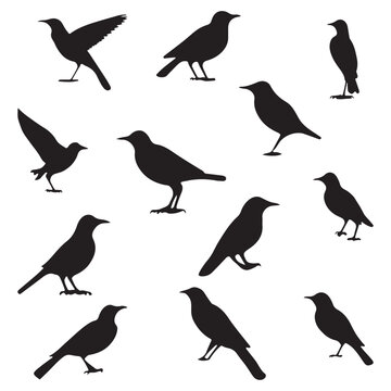 Birds panel silhouette vector illustration.