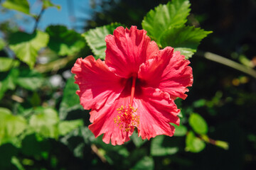 Close up macro view of a pink hawaiian hibiscus flower on the island of Kauai, Hawaii © MylesK