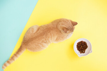 Cute ginger cat and bowl of food on yellow background. Dry pet food is in bowl, top view. Сoncept of favorite pets.