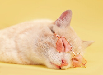 Cat wearing sunglasses with red hearts is depicted on yellow background. Cute kitten for Valentine's Day. Space for text