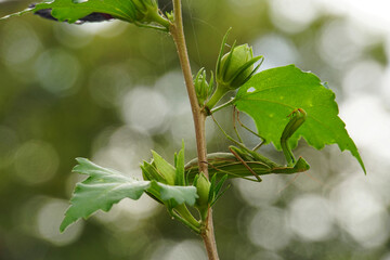 Close-up of Mantis religiosa