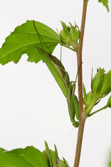 Close-up Caucasian rare insect Mantis religiosa