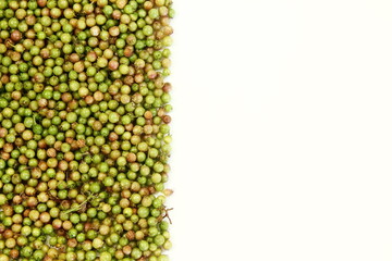 fresh green coriander or cilantro seeds in white background,top view with copy space