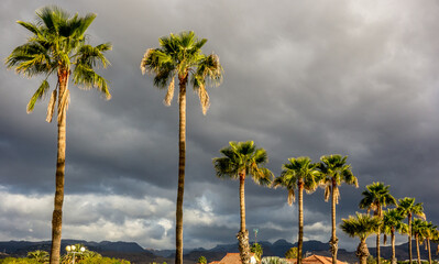 Palms in Maspalomas on the island of Gran Canaria, Canary Islands, Spain - 613949279