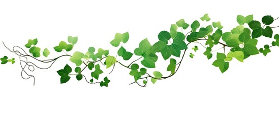 Plakat branch_of_green_ivy_on_white_background