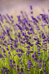 Lawenda, lawendowe pola © mycatherina