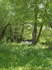 Landscape, view of the lake and the shore. Background for design