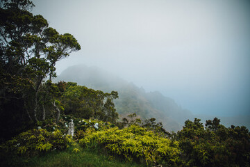 Fototapeta na wymiar Foggy mist over the ocean and Kokee State Park on the island of Kauai, Hawaii