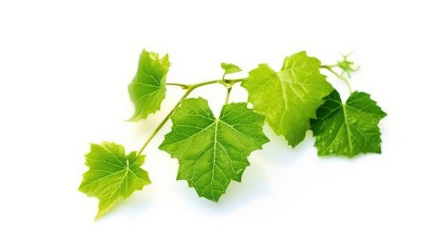 vine_with_leaves_is_growing