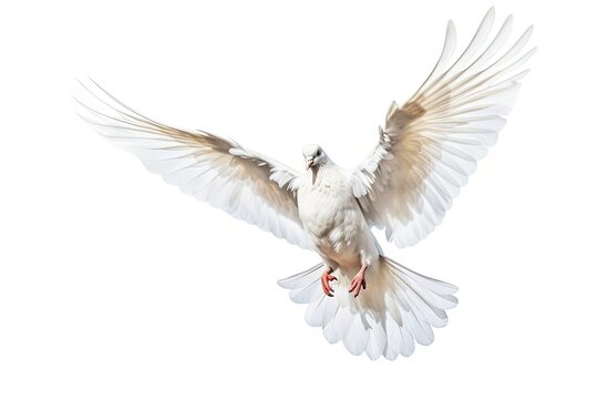 two_white_doves_flying_in_flight