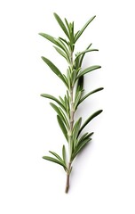 rosemary_leaves_on_the_white_background