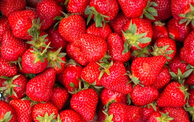 Ripe juicy Victoria. Fresh rural harvest of red strawberries in close-up. Summer season. View from above