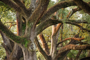 Live Oaks in Memphis, Tennessee