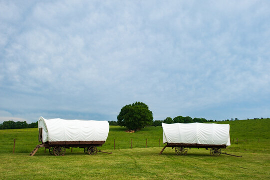 Two conestoga wagons near a field with a tree in the middle