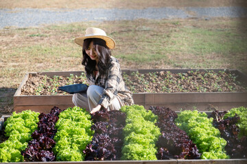Naklejka na ściany i meble Young Asian woman planting vegetables in her backyard .