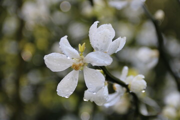 Weiße Blüten der Bitterorange im Garten
