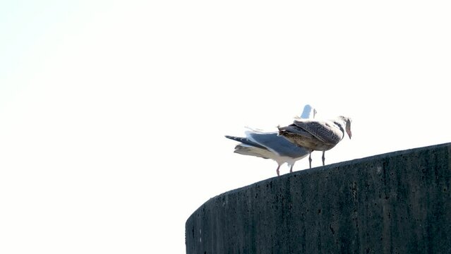 two seagulls young and adult sit upstairs on a white background space for text turn back away from each other man woman male and female