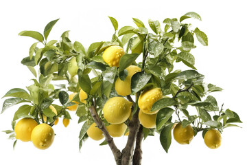 lemon tree white background ,lemons on tree,lemon tree with leaves,lemon tree branch
