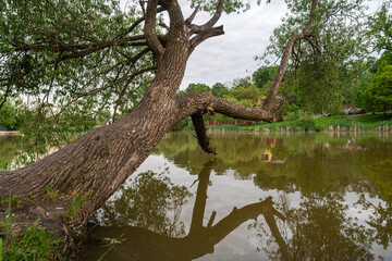 An old tree leaned over the water on the lake in cloudy weather