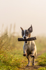 jack russell terrier