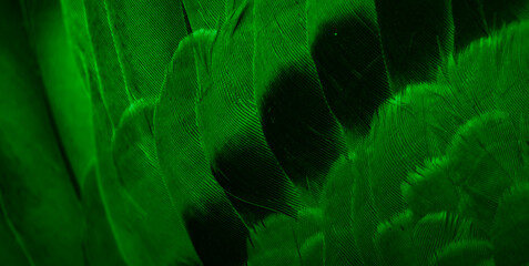 green feather pigeon macro photo. texture or background