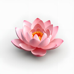 pink lotus flower