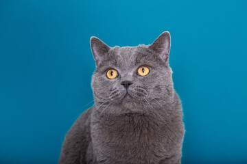 Gray cat of the British breed sits on a blue background