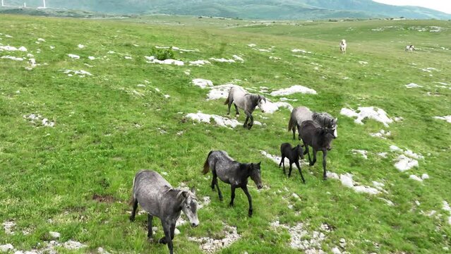 Epic Aerial Over Large Herd Of Wild Horses Running Galloping In Wild Nature Slow Motion Through Meadow Golden Hour Horse Breeding Ecology Exploration Power and Endurance Concept 4K