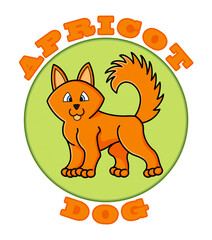 Apricot dog of orange color stands on a pistachio background