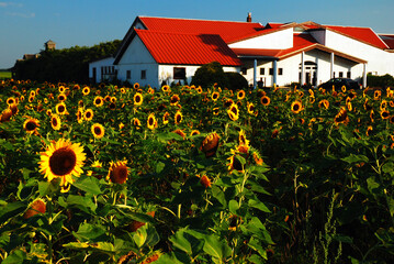 Sunflowers bloom in a garden next to a Vineyard and winery