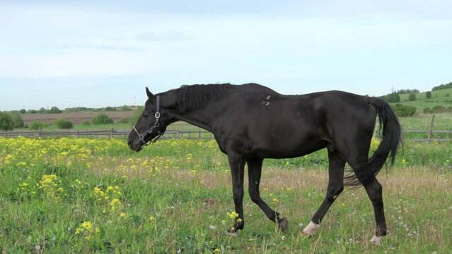 walking black beautiful stallion in grass paddock. summer day