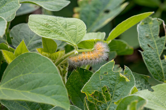Yellow woolly bear caterpillar, Virginia tiger moth eating soybean plant leaf causing damage and injury. Agriculture crop insects, pest control and crop damage concept.