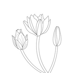 Floral Water Lily Vector Art Illustration 