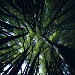 Low-angle view of trees