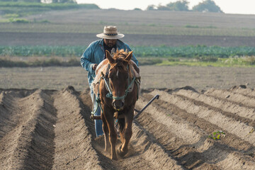 Agricultural traditions in Mexico: Peasant farmer plowing the land with a horse to plant amaranth 