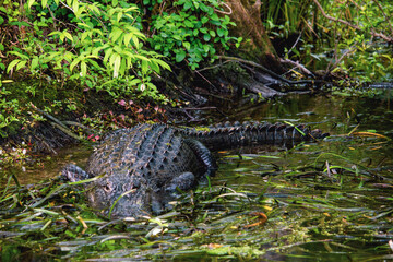 alligator in the everglades