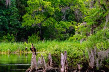 Anhinga at Wakulla Springs in Tallahassee