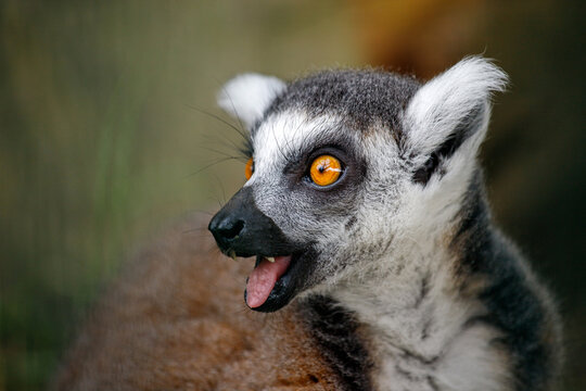 Portrait of ring-tailed lemur catta on the green background